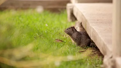 Rock squirrel carefully getting out of its den Stock-Footage 131660698