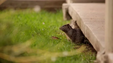 Rock squirrel carefully getting out of its den Stock Footage 131660715