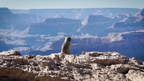 The Rock Squirrel is consuming a nut at the edge of the rock and admiring t.. Stock-Footage 255116406