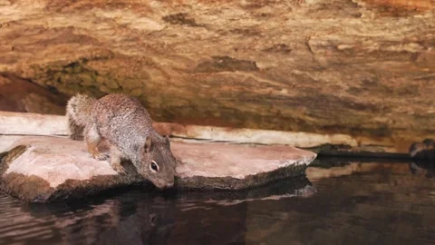 Rock Squirrel drinking from the edge of a sandstone rock 库存影片 282310728