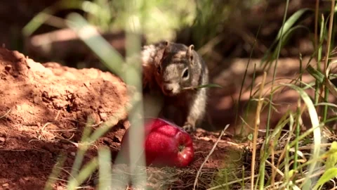 Rock squirrel eating an apple Stock Footage 139839678