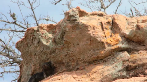 Rock Squirrel at Inks Lake SP Stock Footage 30366134
