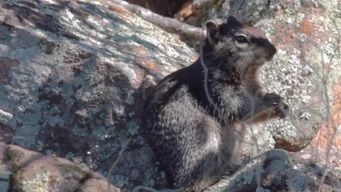 Rock Squirrel Munching 4 Stock Footage 94097865