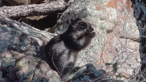 Rock Squirrel Munching Stock Footage 94097860