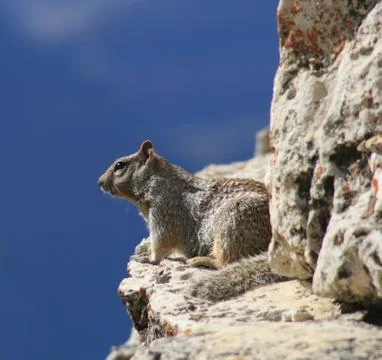 Rock squirrel Stock Photos