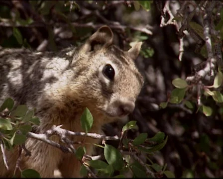 Rock Squirrel in shrub, close up - eye to eye Stock Footage 41004249