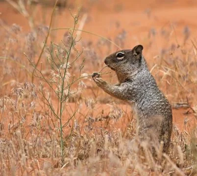Rock Squirrel Sideview Stock Photos