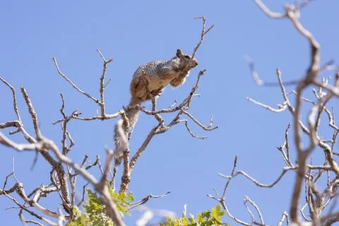Rock squirrel sunning on the highest tree branch Stock Photos