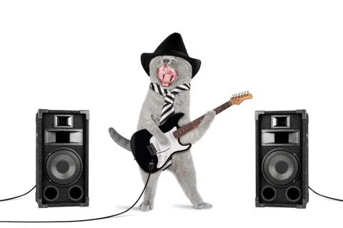 Rock star cat Stock Photos