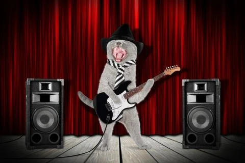 Rock star cat Stock Photos
