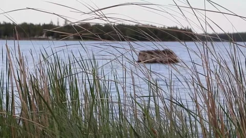 Rock in Still Water Stock Footage 155079105