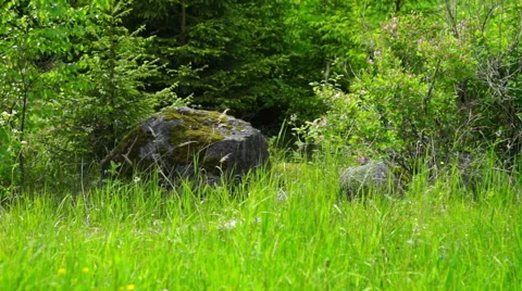 Rock Stones on Green Grass Stock Footage 56245053