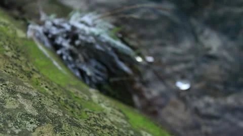 Rock with stream in background 1 140112 Video stock 10610658