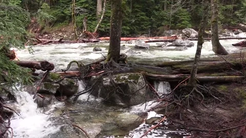 Rock stream center tree root Stock Footage 156213482