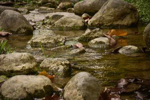 Rock in the stream Stock Photos