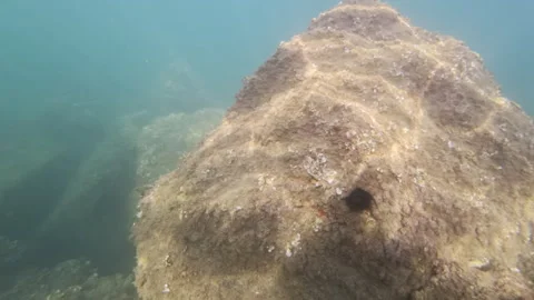 Rock structure covered in algae and marine life on the ocean floor. Clear blue Stock Footage 343153637