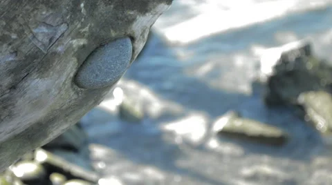 Rock stuck in tree Stock Footage 41342504