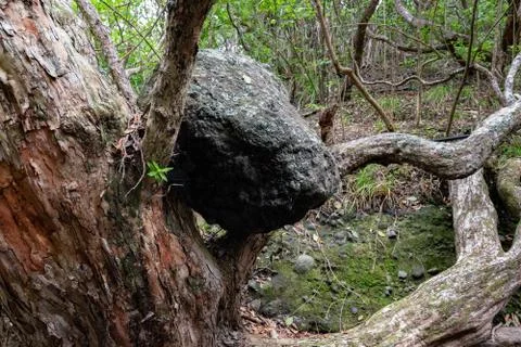 Rock stuck on tree Stock Photos