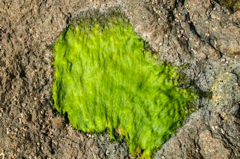 Rock surface with green algae Stock Photos