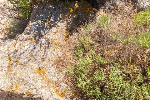 Rock Surface with Moss and Grass Foto stock