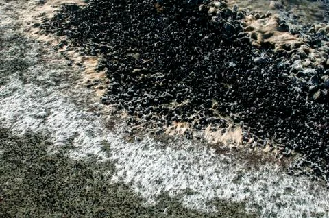 Rock surface with white algae Foto stock