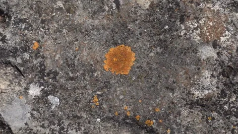 Rock surface with yellow lichen macro stone background texture slow motion Stock Footage 252083203