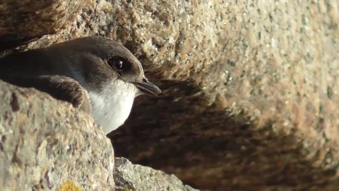 Rock swift Stock Footage