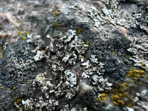 Rock texture closeup Stock Photos