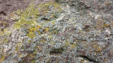 Rock texture covered with moss Stock Footage 87809898