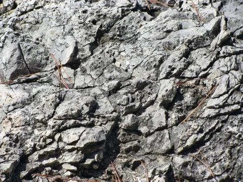 Rock texture with dry pine neddles Foto stock