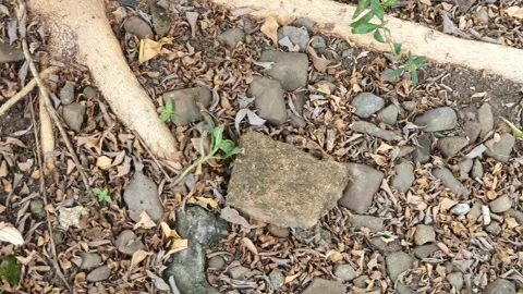 Rock texture on the ground Stock Footage 329375751