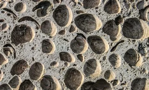 Rock texture of the shellfish Stockfoto's