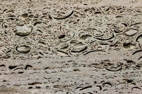 Rock texture of the shellfish Stockfoto's