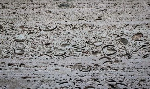 Rock texture of the shellfish Stockfoto's