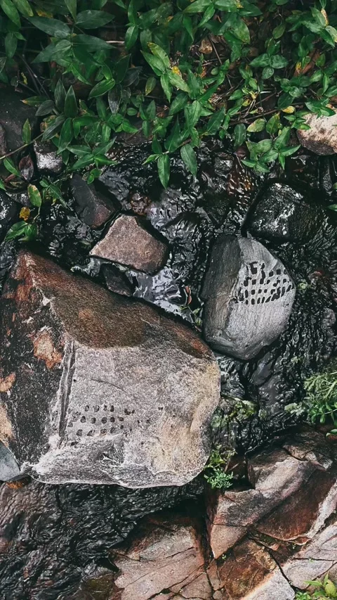 Rock, texture, tree, stone, nature, wood, wall, bark, Stock Footage 237260798