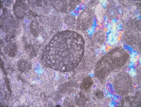 Rock thin section with fossils under the microscope Stock Photos