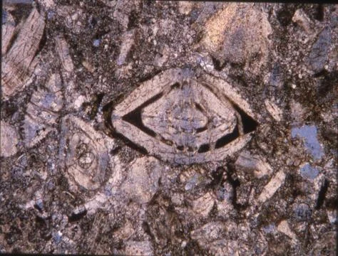Rock thin section with fossils under the microscope Stock Photos