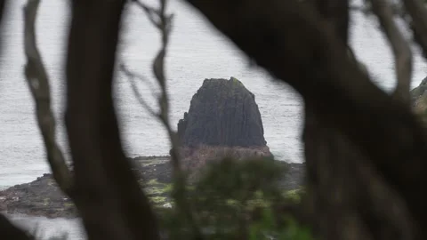 Rock through branches of trees Stock Footage 295079977