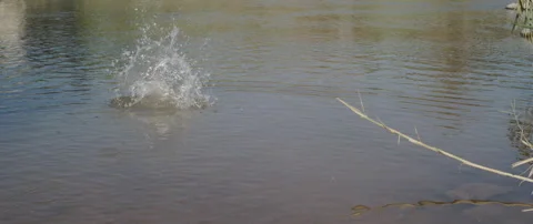 A rock thrown into a pond creating ripples Stock Footage