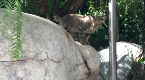 Rock tour Stock Footage 242224209