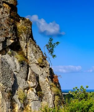A rock with a tree growing on it Stock Photos