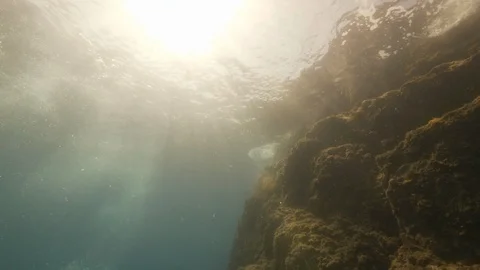 Rock under the water's surface with damselfishes, Tropea,Mediterranean sea,Italy Stock Footage 111867367
