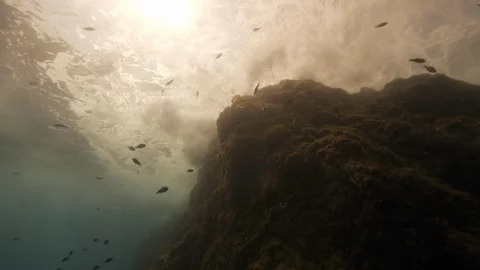 Rock under the water's surface with damselfishes, Tropea,Mediterranean sea,Italy Stock Footage 111900671