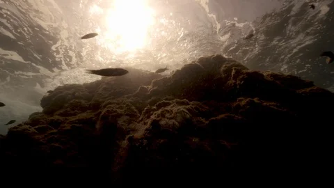 Rock under the water's surface with damselfishes, Tropea,Mediterranean sea,Italy Stock Footage 111995234
