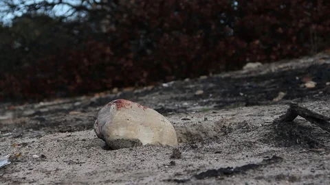 A rock used for murder Stock Footage 94255856