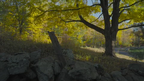 Rock Wall and Fall Foliage in Autumn New England Stock Footage 288093648