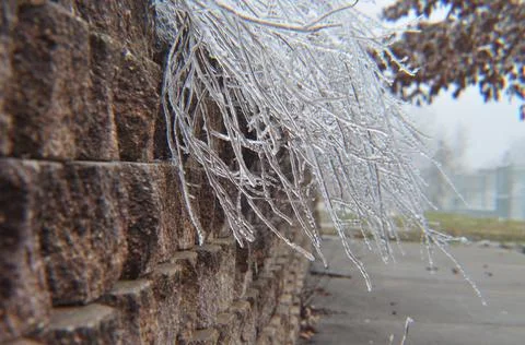 Rock wall ledge with icy branches and concrete walkway Stock Photos