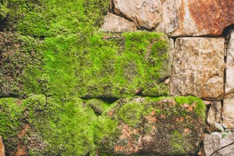 Rock wall with slime Stock-Fotos