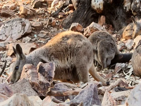Rock Wallabies Stock Footage 99803671