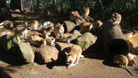 Rock Wallabies Stock Photos